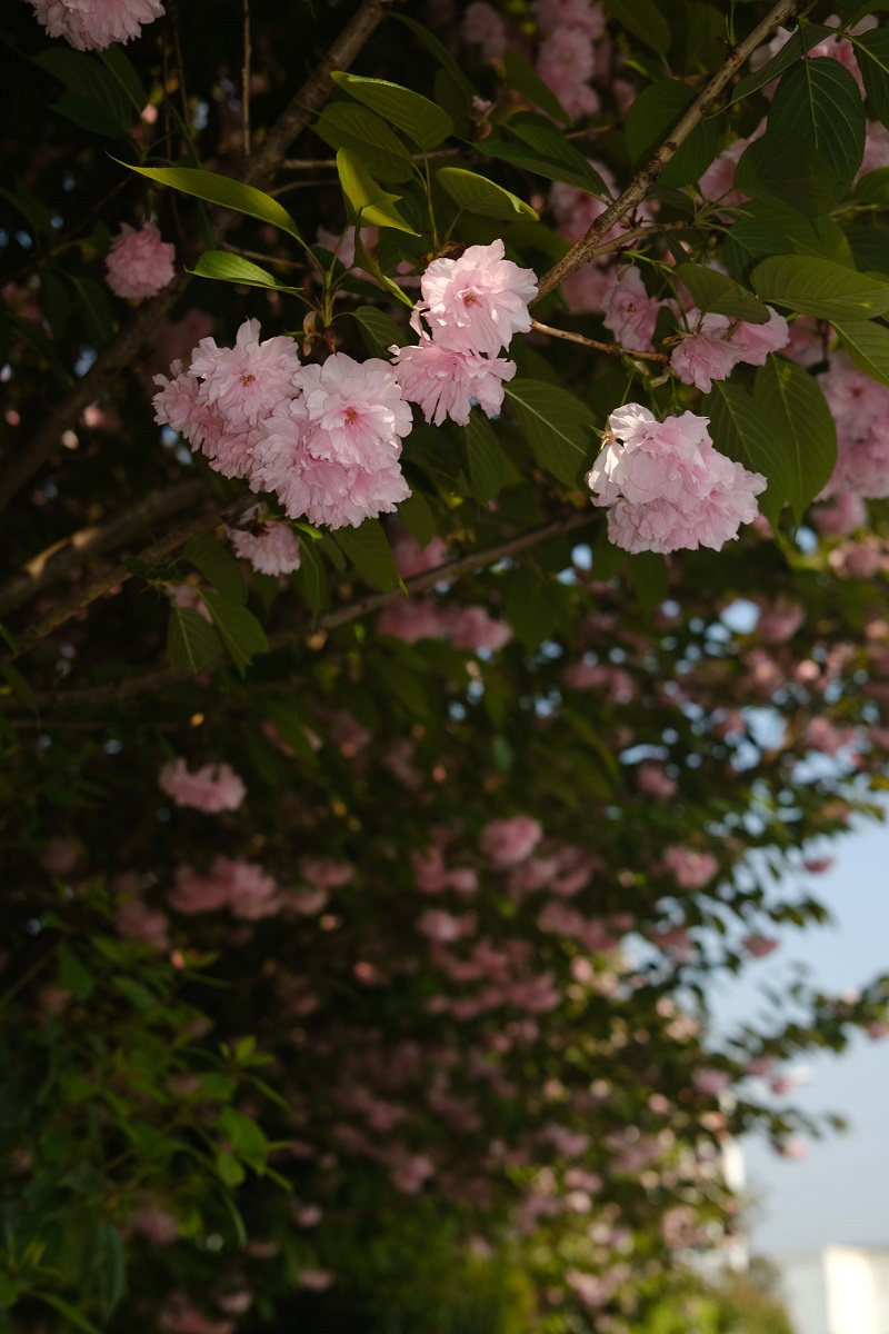 學校的櫻花開了，你，不來看看嗎？